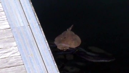 Une raie ronde attaquée par des mulets à Brest