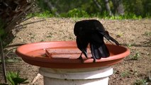 Crow eats baby mouse in bird bath