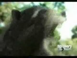 Bear vs Caiman. Bear totally Destroys and Owns Caiman.