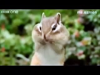 Konuşan komik hayvanlar