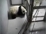 Pandas and Bamboo in Atlanta