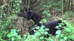 Researcher Captures Rare Footage of Wild Baby Gorillas Playing in Rwanda
