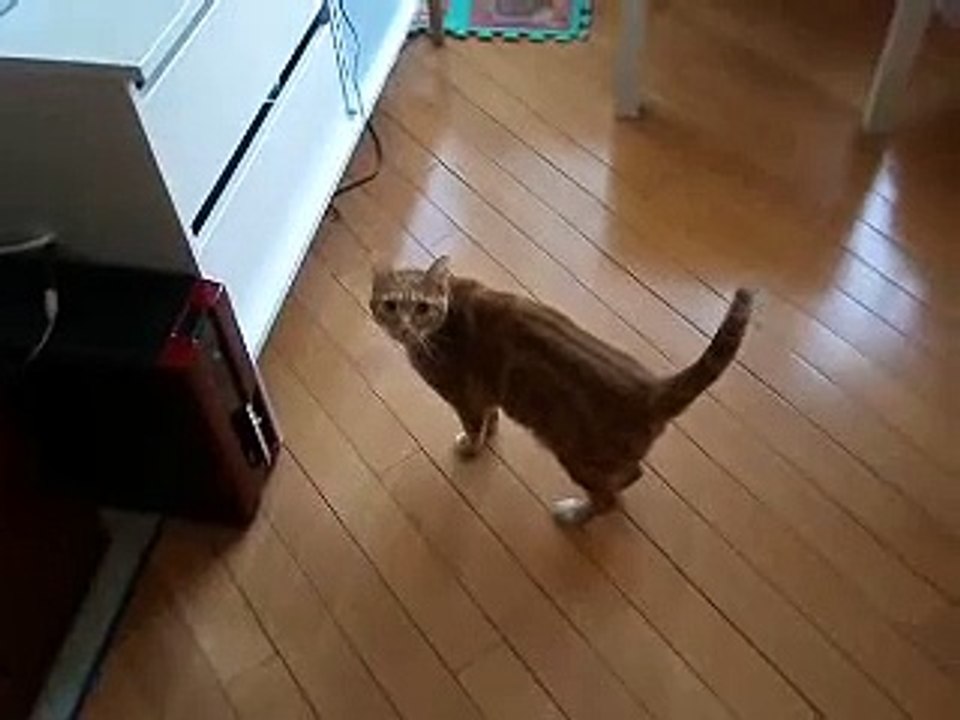Cutie Cat treated shooting by Gun