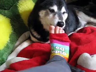Kobi Licking His Feet And My Feet (Why Do Shiba Inus Do That?)
