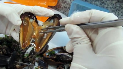 Anatomia de Mexilhão