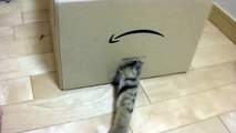 ダンボール箱とねこ　　A carton box and a cat