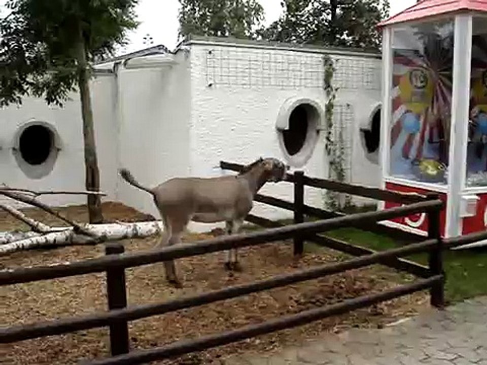 Donkey