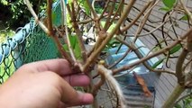 pruning: pee gee hydrangea (based on fruit tree design)