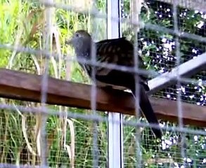 เสียงนกเขาชวา เสียงใหญ่@ B.Y.FARM