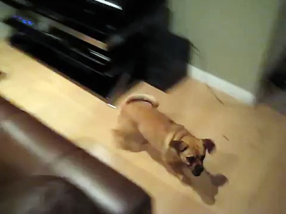Puggle on a rampage