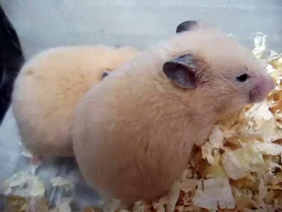 キンクマハムスター オス メス Video Dailymotion