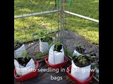 Smart Pot Tomatoes Vs. Grow Bag Tomatoes
