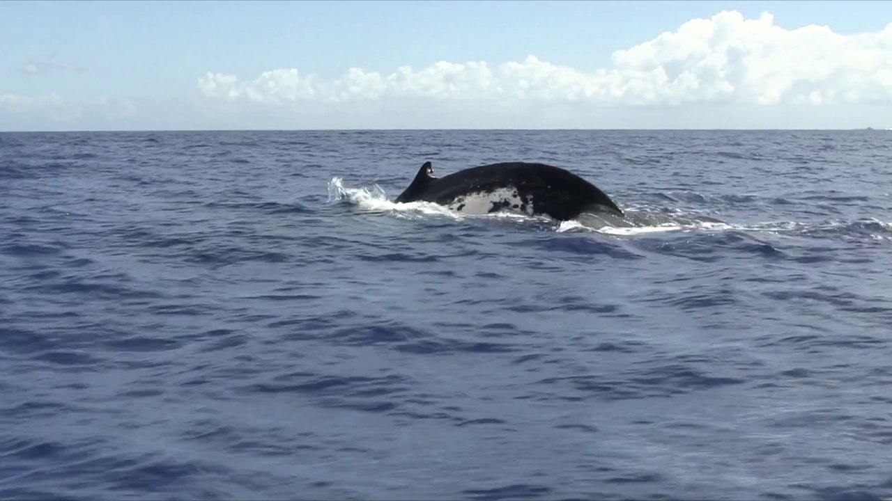 Avec les baleines de Tahiti