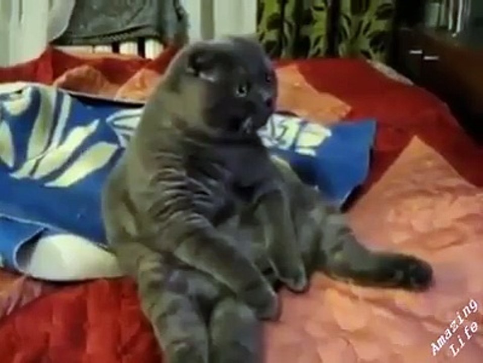 Cat Watches TV