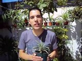 Como recuperar una planta en mal estado por exceso de agua?