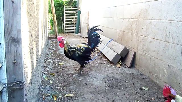 Gallos Peruano navajero de Ica ( Robles)