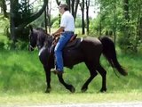 Counts Excalibur Fearless SMOOOOTH Tennessee Walking Trail Horse.wmv