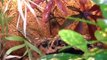 INDISCHE BAUMVOGELSPINNE agressive und eine der giftigsten Spinnen der Welt  ORNAMENT-VOGELSPINNE