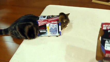 Maru le chat et ses cartons