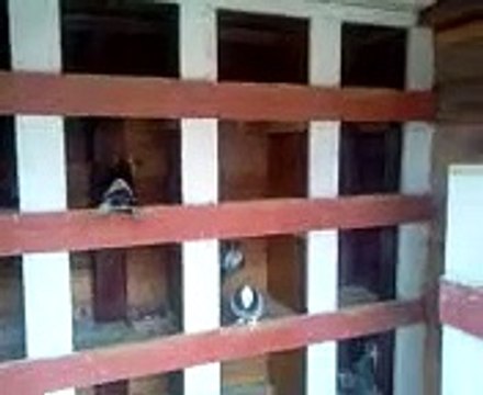 Makedonski Dunek - Bujanovac, Srbija (Macedonian Donek - Bujanovac, Serbia)