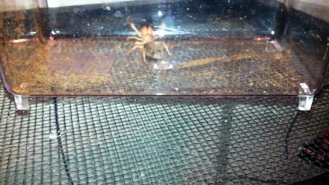 Feeding my tarantula a camel spider