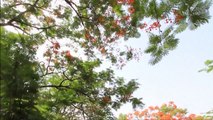 Soka Bodhi Tree Garden, India