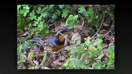 Morning of birds staring Varied Thrush and friends