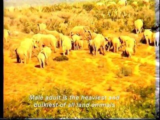 African.( savannah ) Elephant