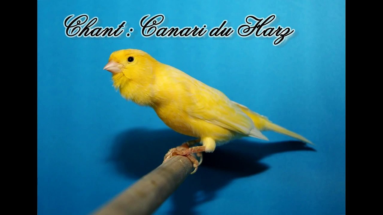 Chant : Canari du Harz