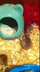 Baby robos first sand bath