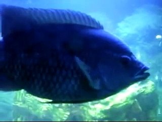 Happy Fish: buttikoferi & Green Terror.