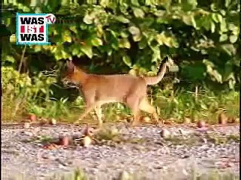 WAS IST WAS Katzen: Wie ist der Körper von Katzen aufgebaut?