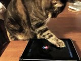 Friskies® Games for Cats presents Jitterbug!