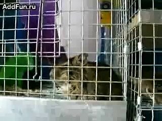 Крыса смеется