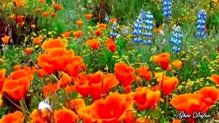 Donato y Estefano - Somos Tu y Yo