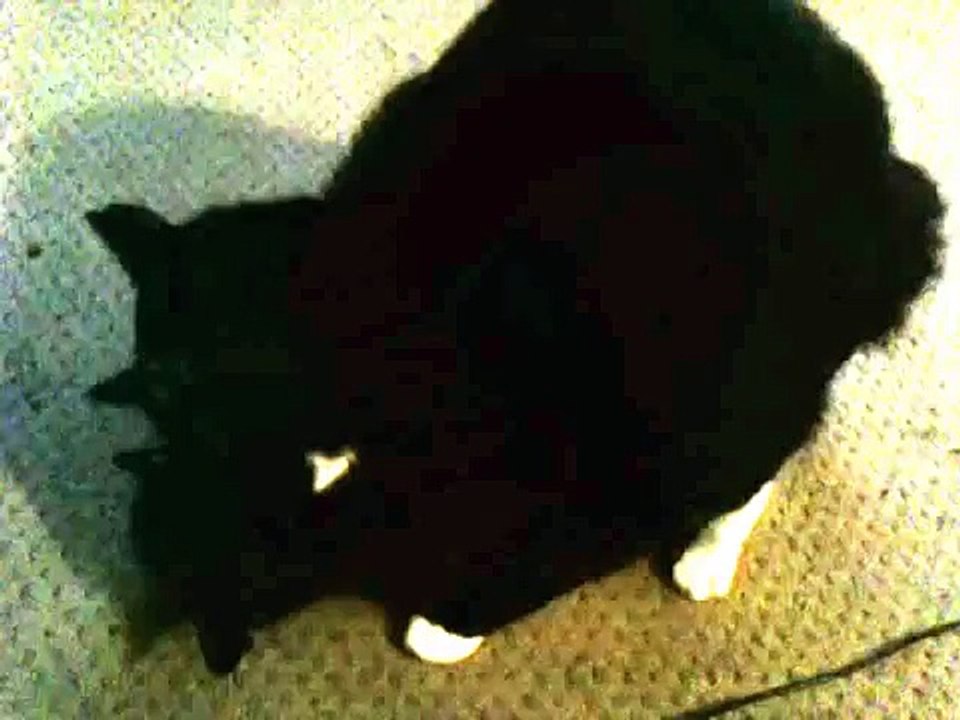 Cat Yaoi 2