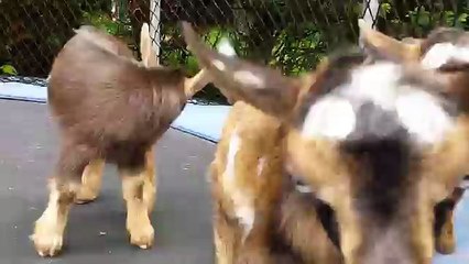 Baby goats on a trampoline(june 2015)