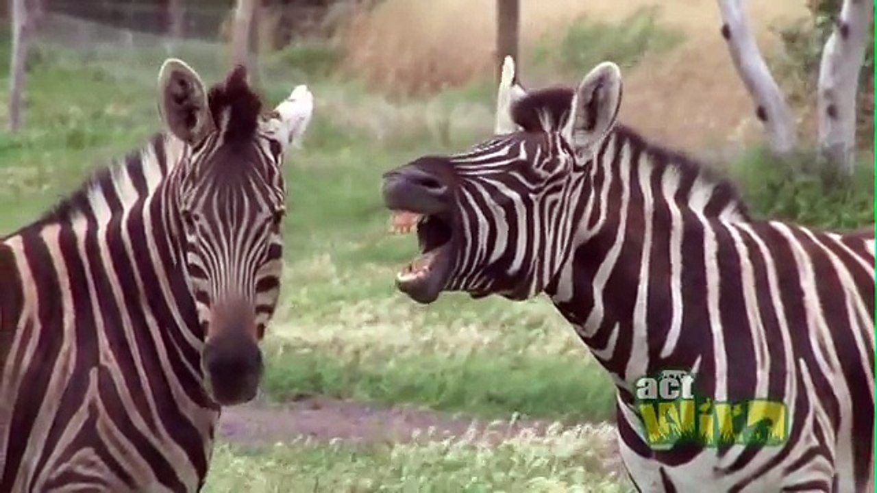zebra facts