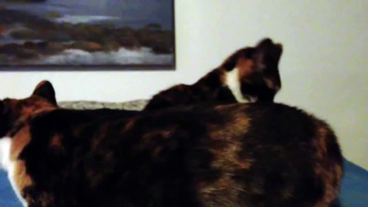 Purring kittens