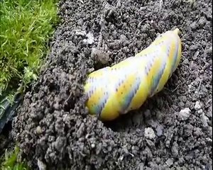 Enterrage chenille du "Sphinx tête de mort" (A. atropos), par André Lequet (www.insectes-net.fr)