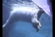 Polar Bears San Diego Zoo Swim