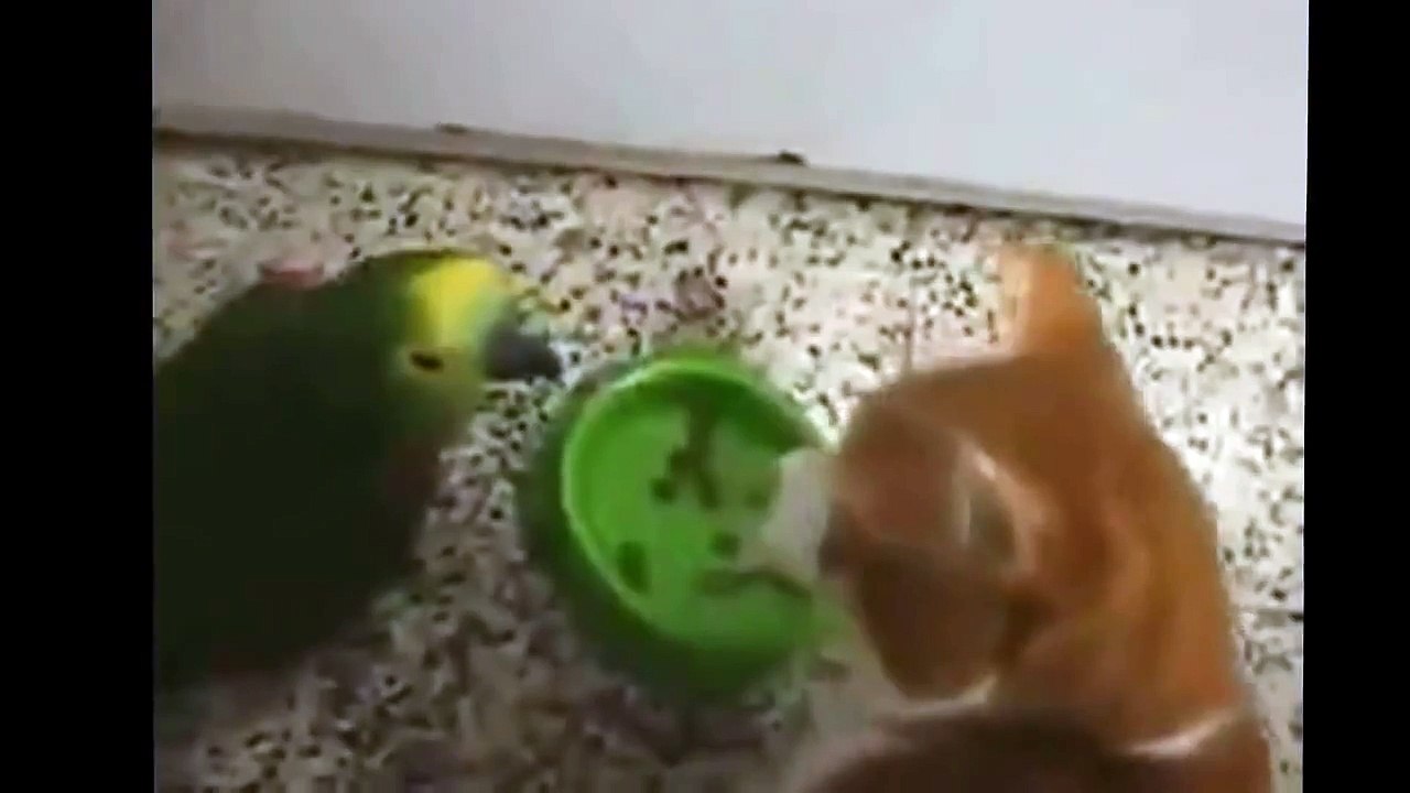 Parrot fighting with a cat - البغبغاء مع القط