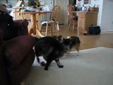 Sheltie and Maine Coon Cat Wrestle