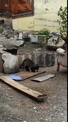 Kedilerin Çiftleşme anı (Hayvanlar Alemi)