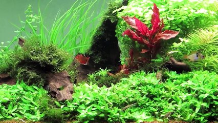 240 Liter Aquarium tonina fluviatilis 1080p