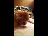 Baby boy Zarathustra - Maine Coon kitten 14 days