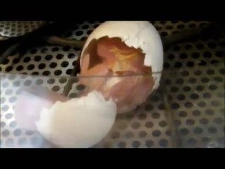 Hatching and first feeding of a Goffin Cockatoo 4/25/14