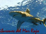 Tiburones en Mar Rojo Supersur