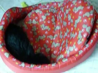 Shakira nossa yorkpoo com 2 meses fazendo arte