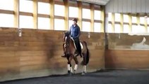Katie: 6 yr old Morgan dressage mare for sale